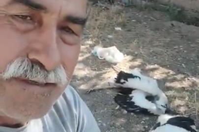 Leyleklerin öldüğünü görünce gözyaşlarına boğuldu: "Sahip çıkamadım"